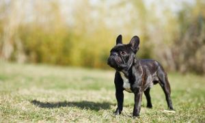 Dog common skin diseases - 1